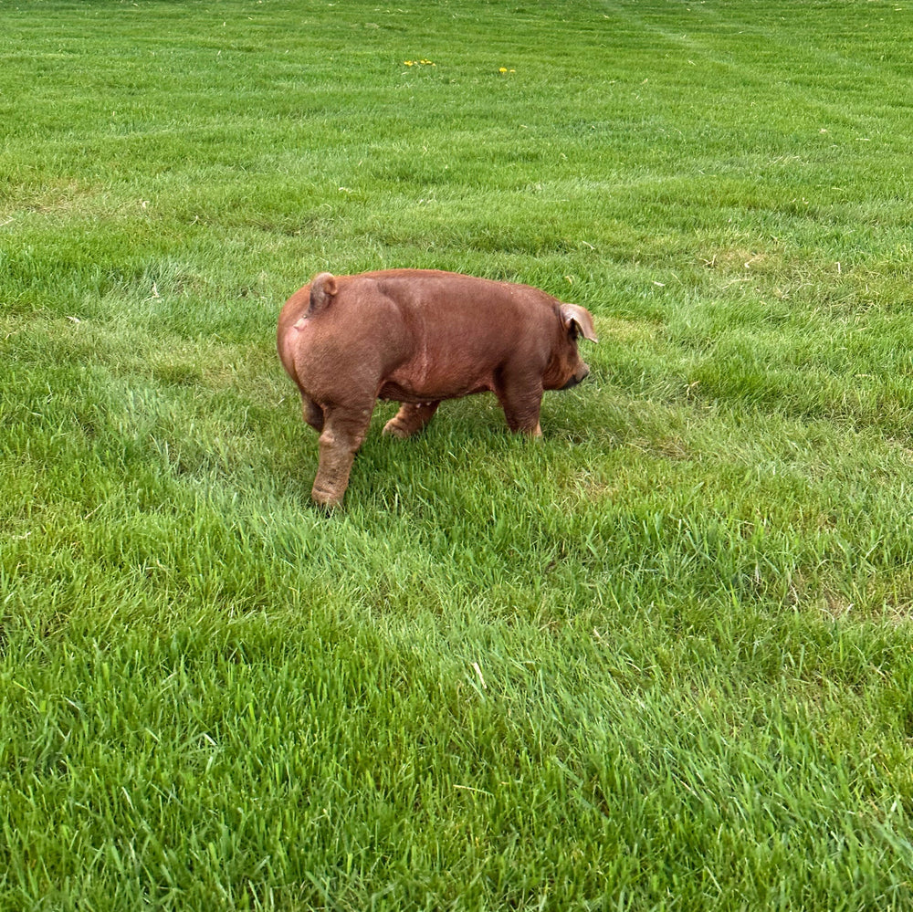 Our Farm Tradition: Duroc Pigs