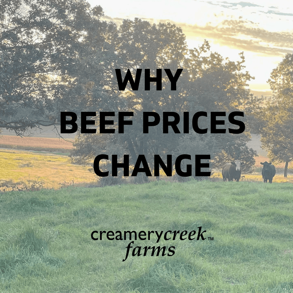 beef on pasture with sunset