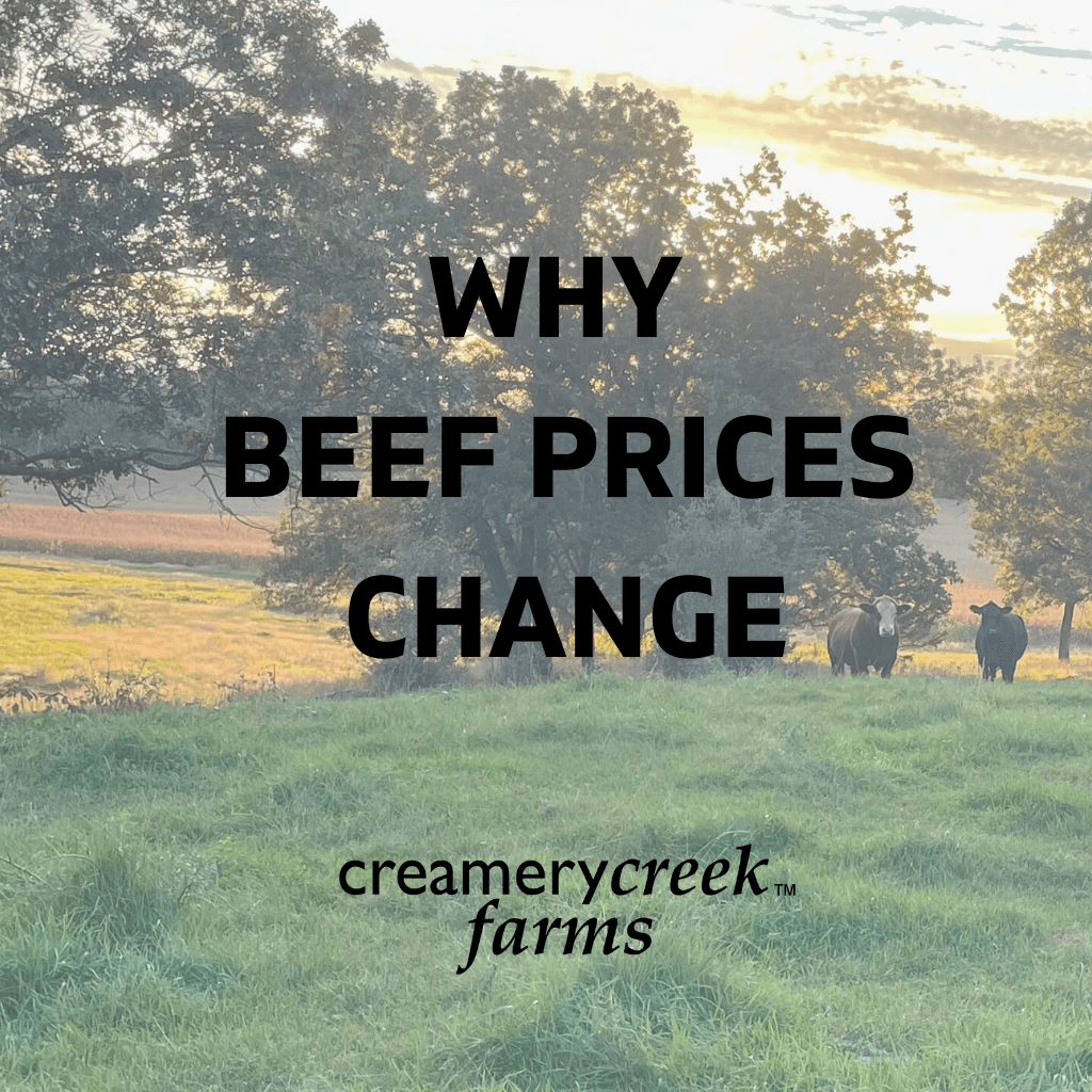 beef on pasture with sunset