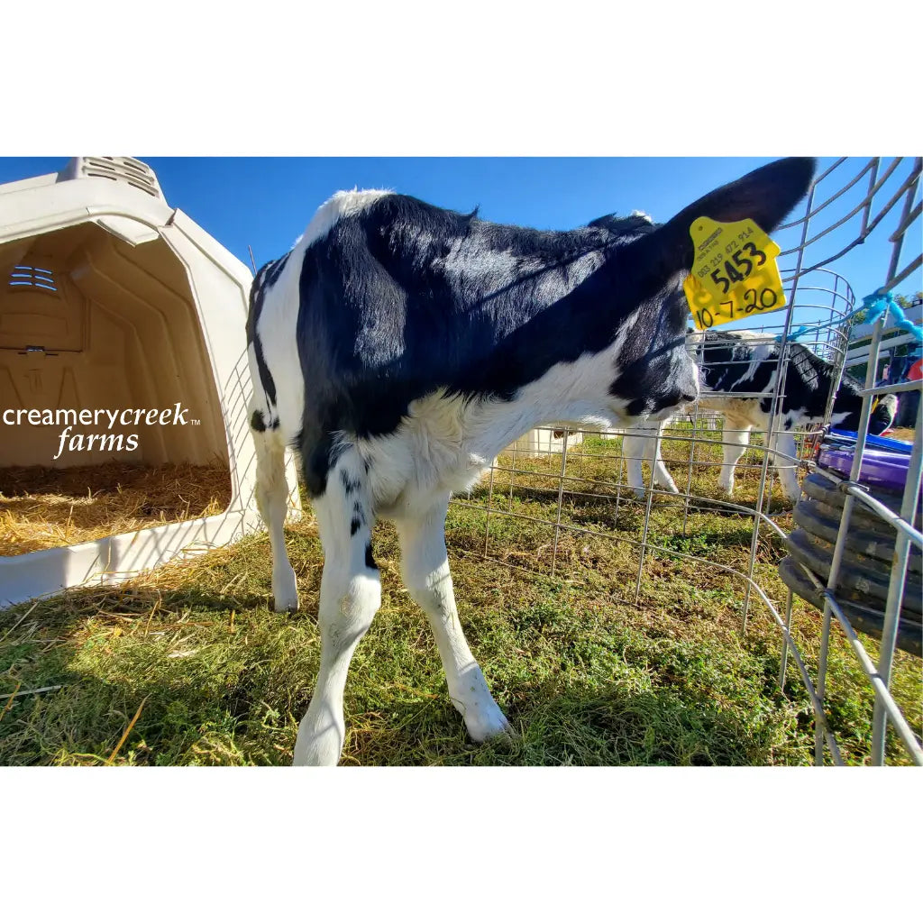 Why We Still Raise Calves in Hutches