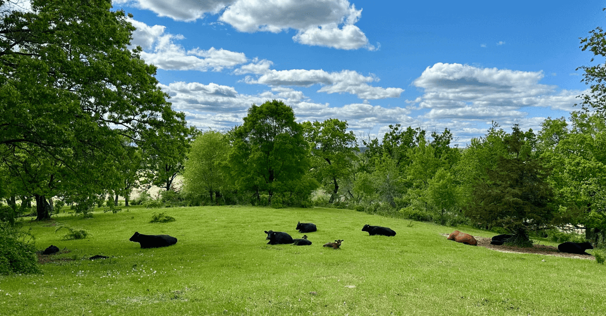 Cows grazing on a lush green field with trees and a blue sky.