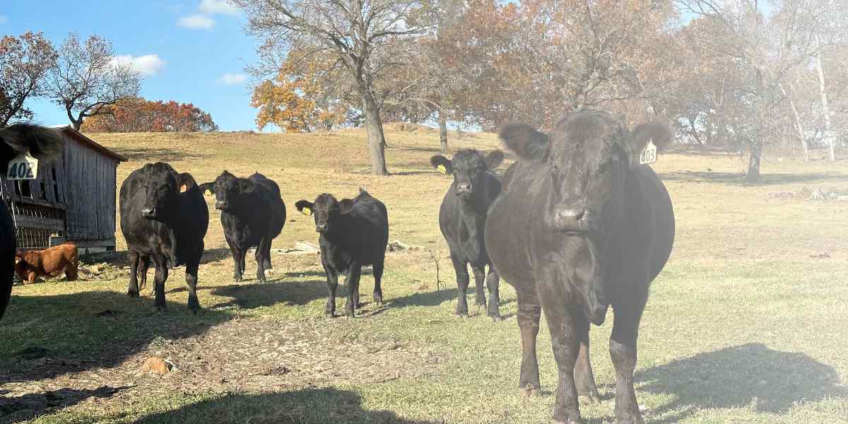 Cows in pasture