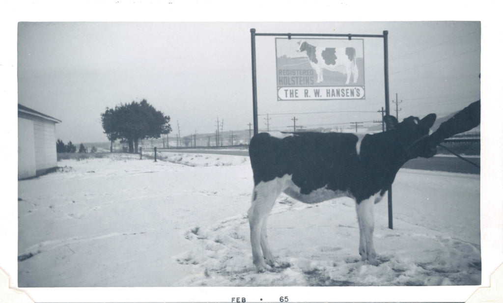 Registered Holsteins at RW Hansen Farm