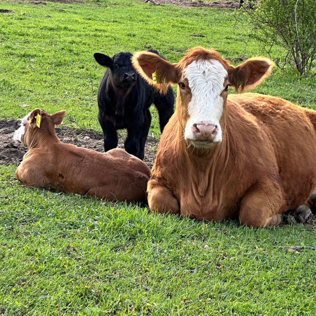 Beef Cows at Creamery Creek