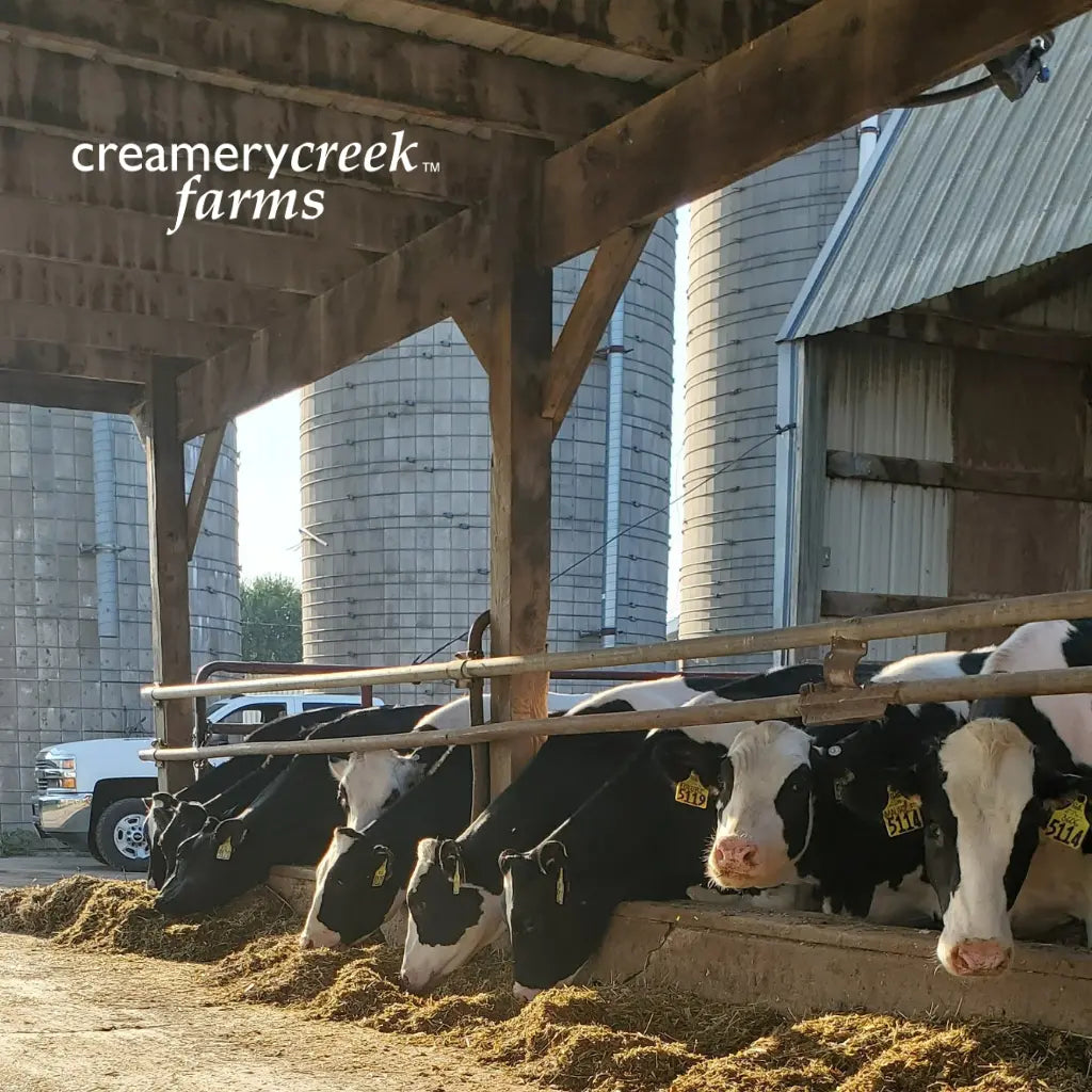 Big Creek Farm Heifers