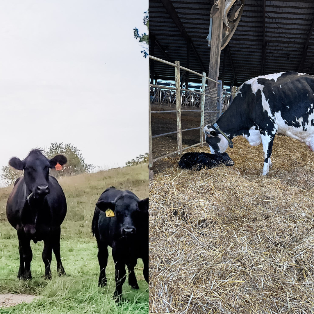 Difference between beef and dairy cows