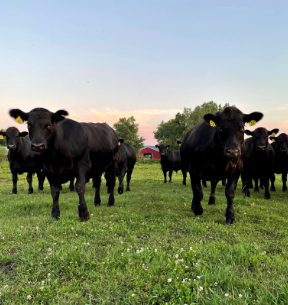 Steers on Pasture