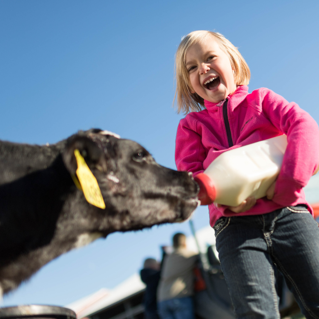 Johanna is bottle feeding a baby calf
