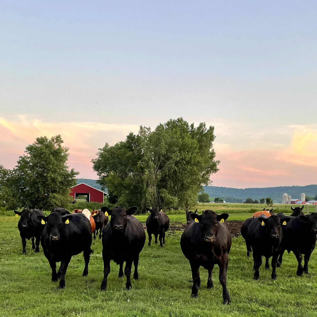 Pasture Raised Steers at Creamery Creek