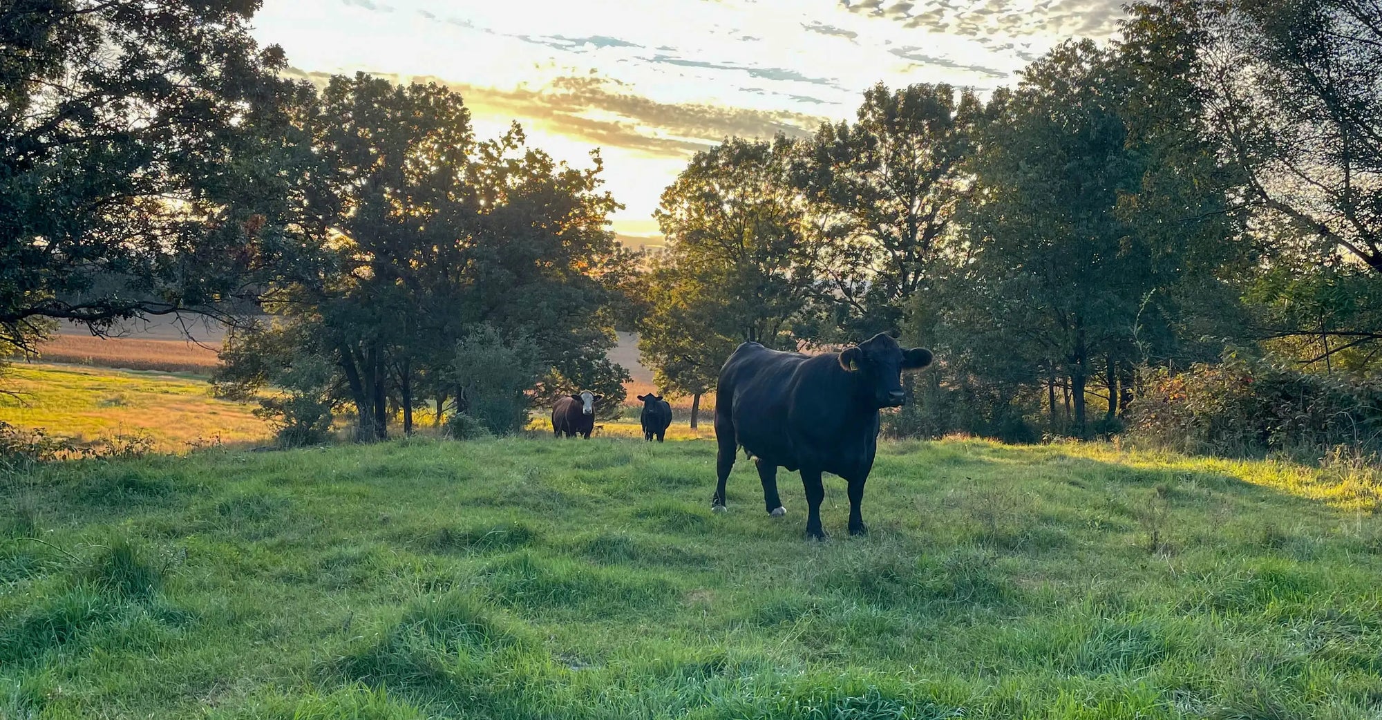 Cows grazing in a grassy field with trees and sunset in the background