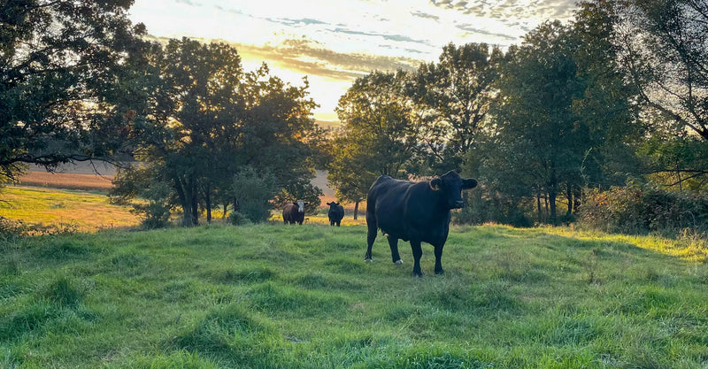 Cows grazing in a grassy field with trees and sunset in the background