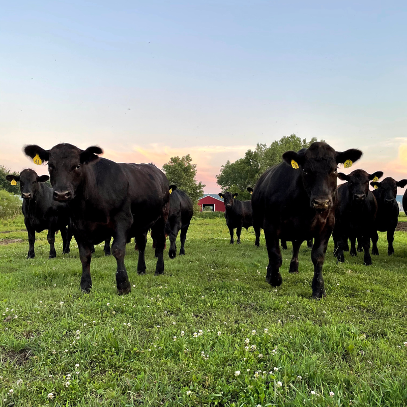 black angus steers on pasture