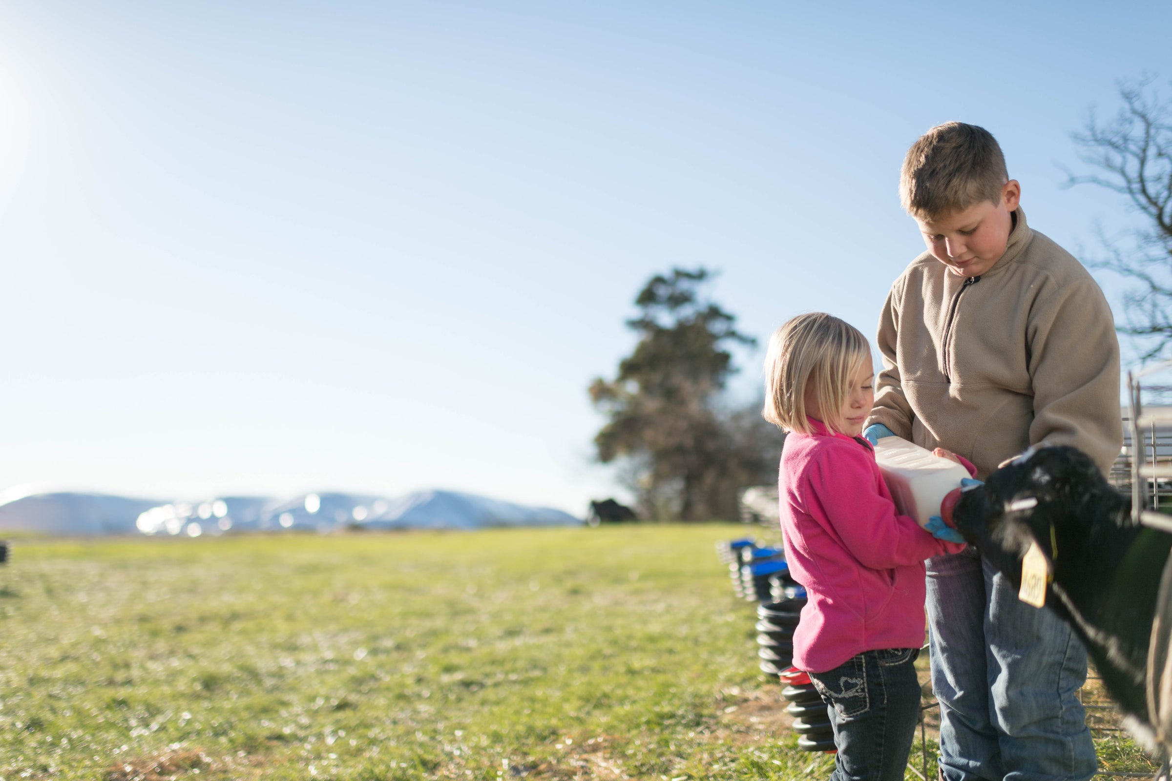 Two farm kids bottle feeding a dairy calf.