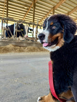 Pete in the Barn